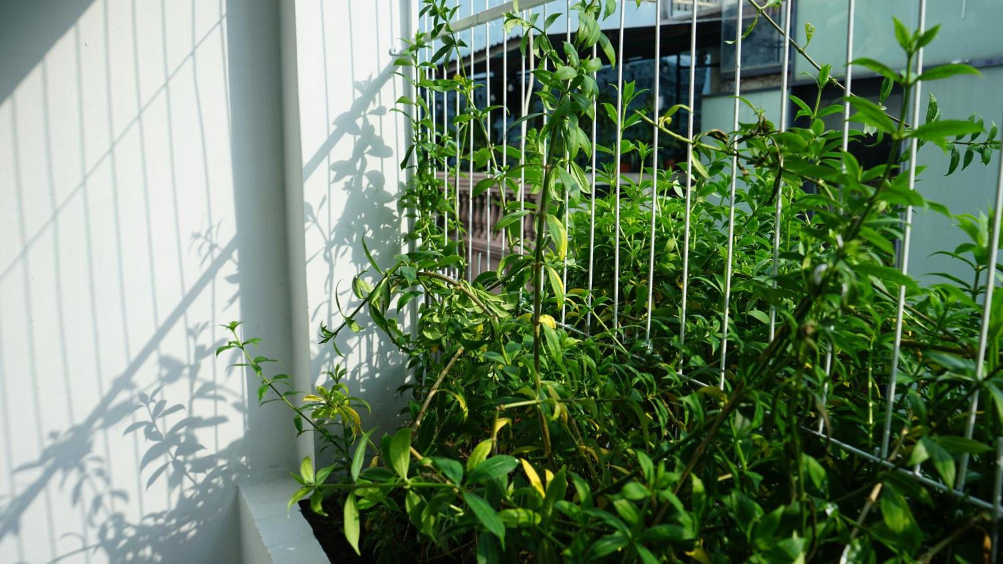 Maiam Homestay Ho Chi Minh-staden Exteriör bild